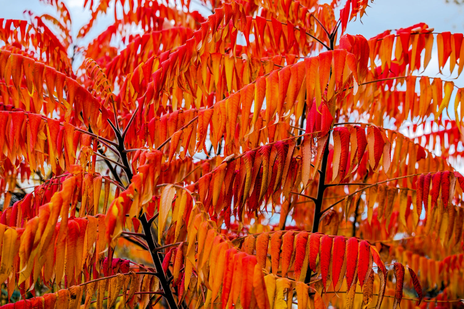30 semillas de zumaque de hojas de llama, Rhus Schmaltzia Copallina de alas enanas brillantes