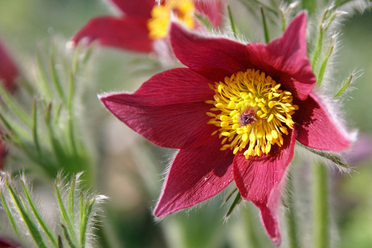 10 Semillas de Flores de ANÉMONA ROJA Pulsatilla Vulgaris PASQUE