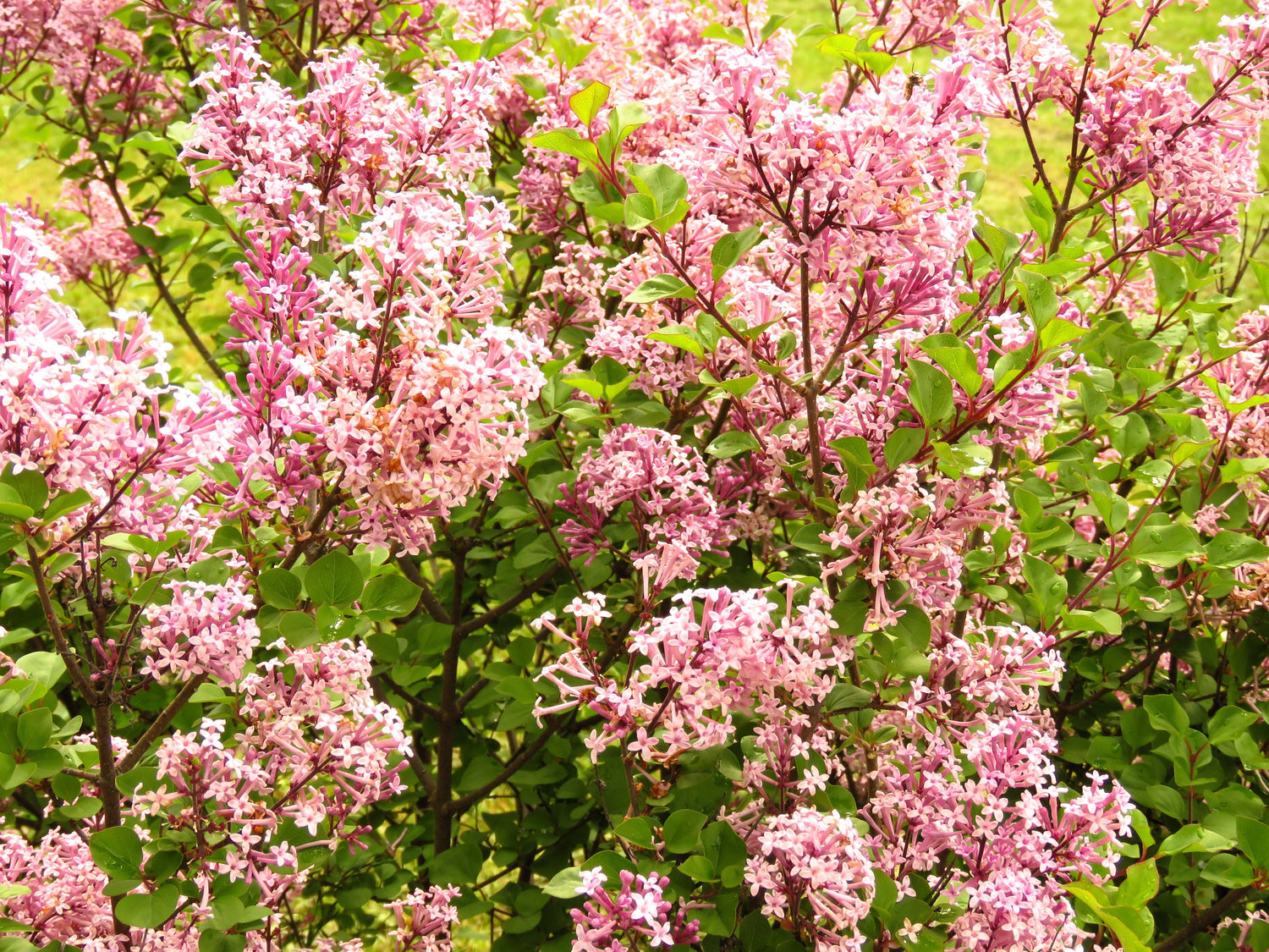 30 semillas de lila rosa lila húngara arbusto Syringa Josikaea flor fragante