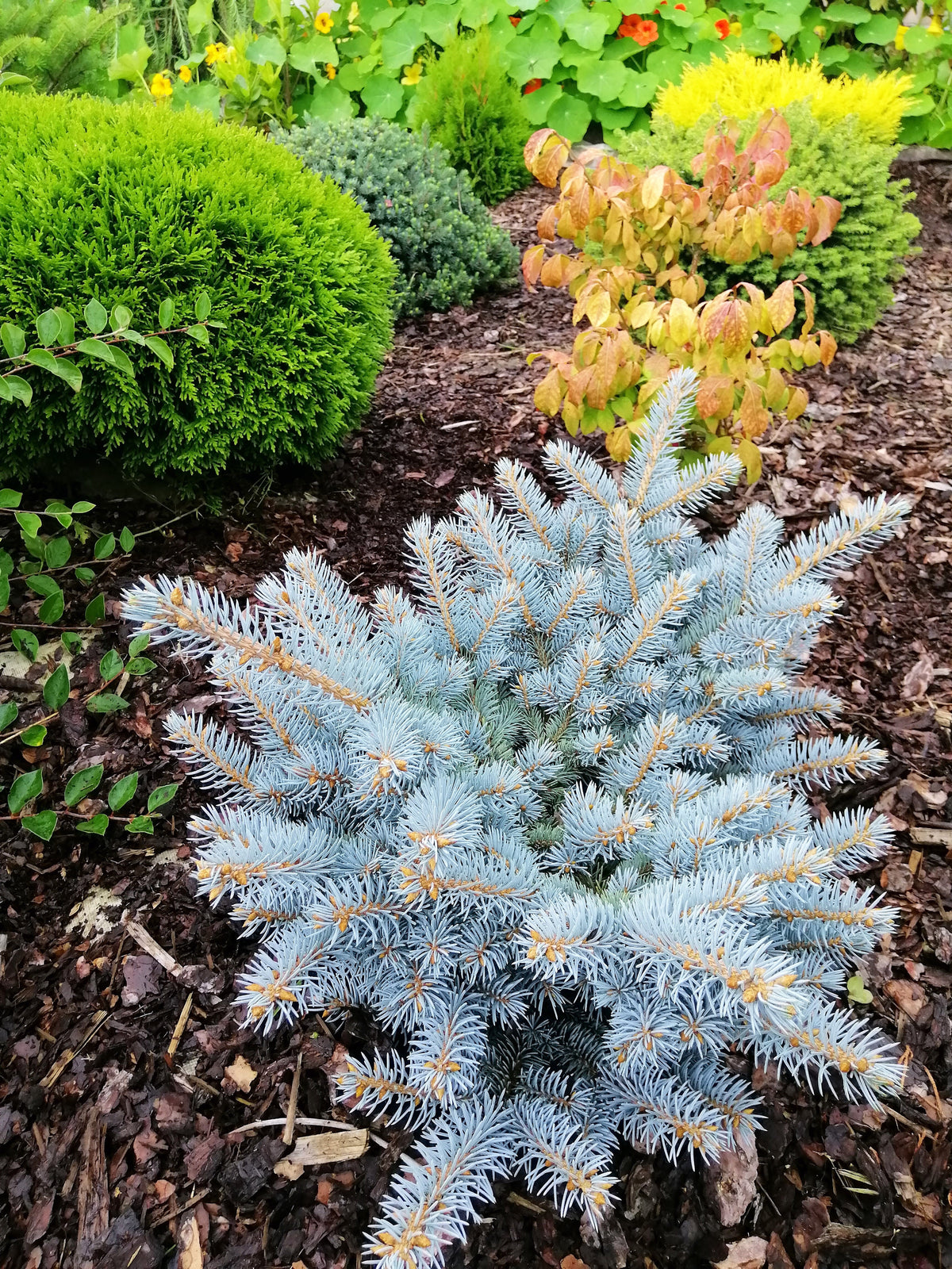 50 semillas de abeto azul de Colorado, árbol de Navidad, abeto blanco plateado, abeto perenne.