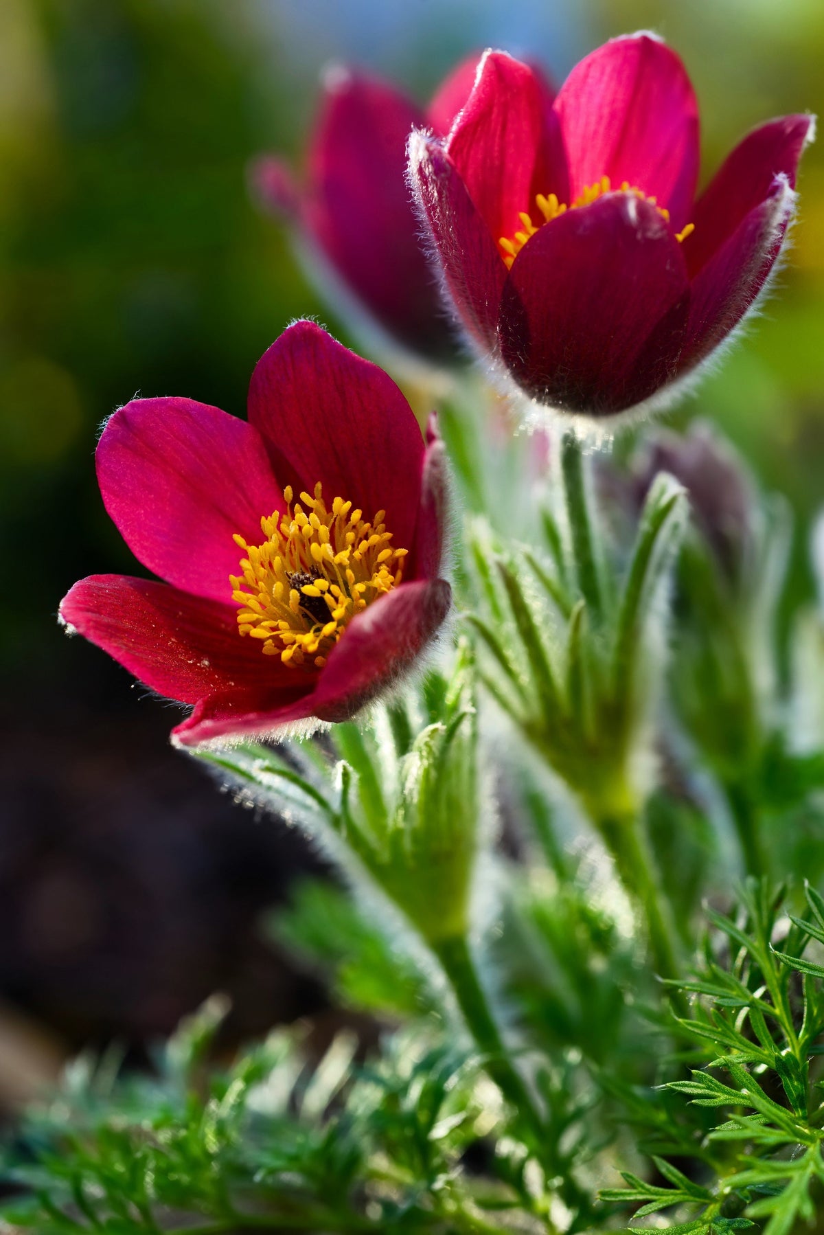 10 Semillas de Flores de ANÉMONA ROJA Pulsatilla Vulgaris PASQUE
