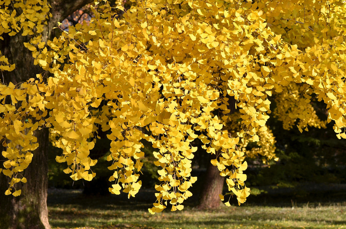 10 semillas de GINKGO BILOBA, árbol de culantrillo, amarillo, naranja otoñal, "fruta"