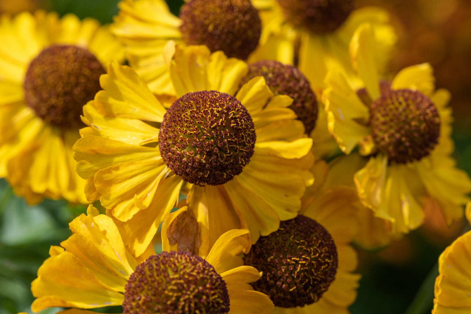 2000 Semillas de flores de Helenium Autumnale (Margarita diente de perro / Flor de Helena / Agridulce)