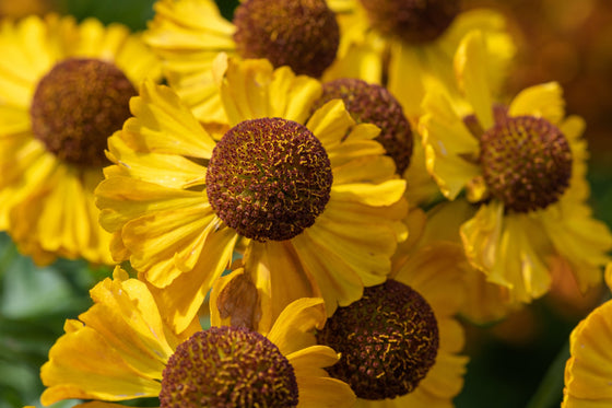 2000 AUTUMN SNEEZEWEED (Dogtooth Daisy / Helens Flower / Bittersweet) Helenium Autumnale Flower Seeds