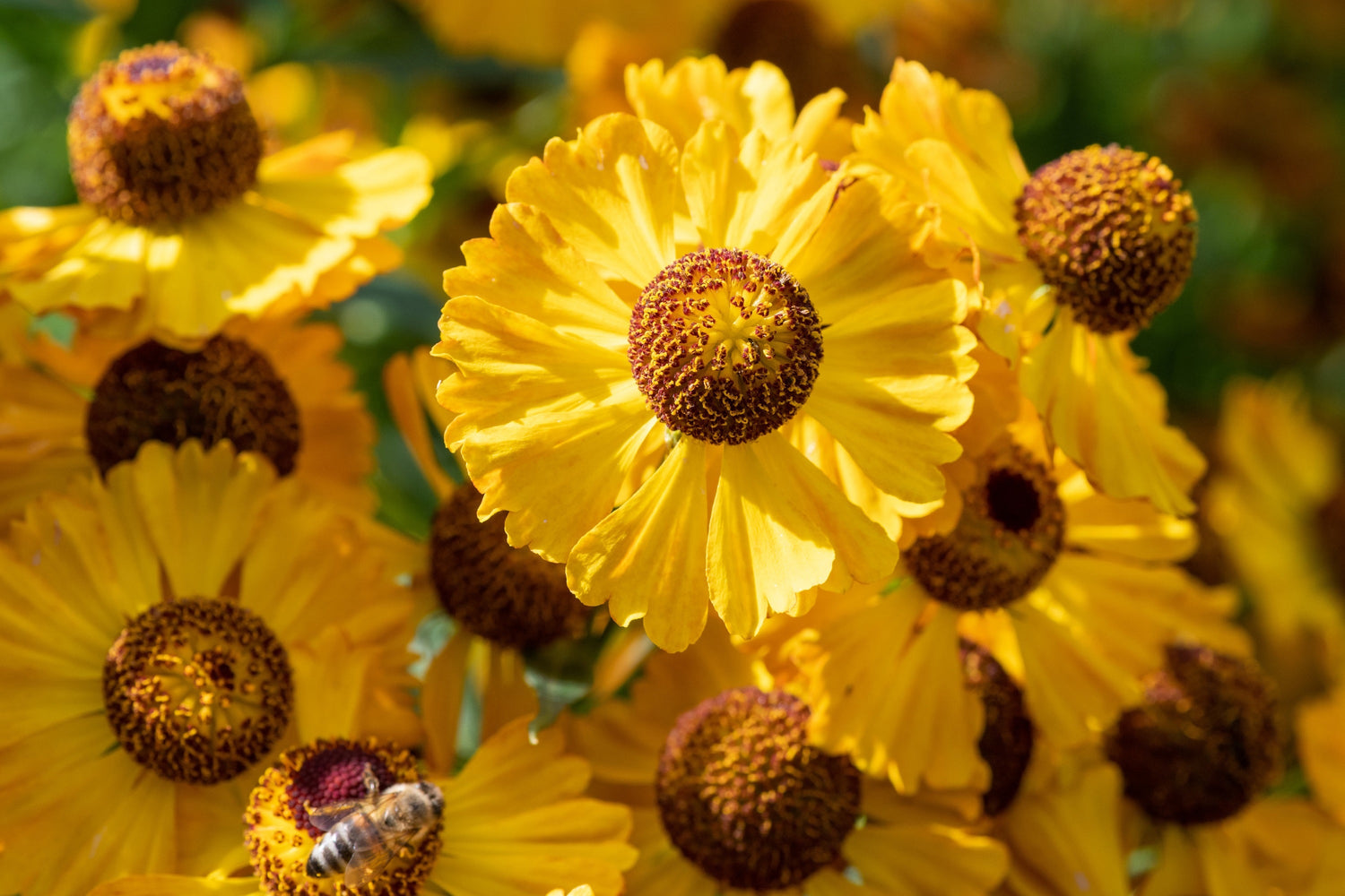 2000 Semillas de flores de Helenium Autumnale (Margarita diente de perro / Flor de Helena / Agridulce)