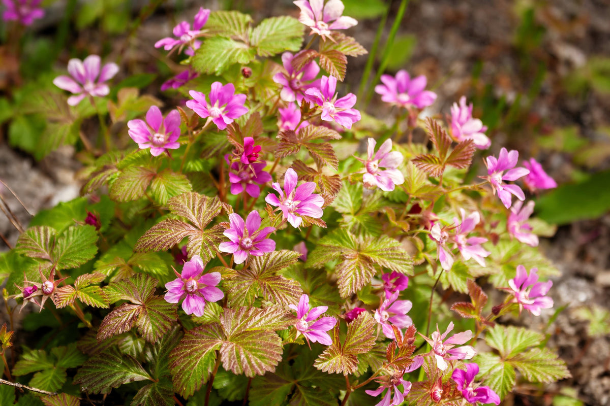 10 ARCTIC RASPBERRY Nagoonberry Rubus Arcticus Red Berry Fruit Bramble Seeds