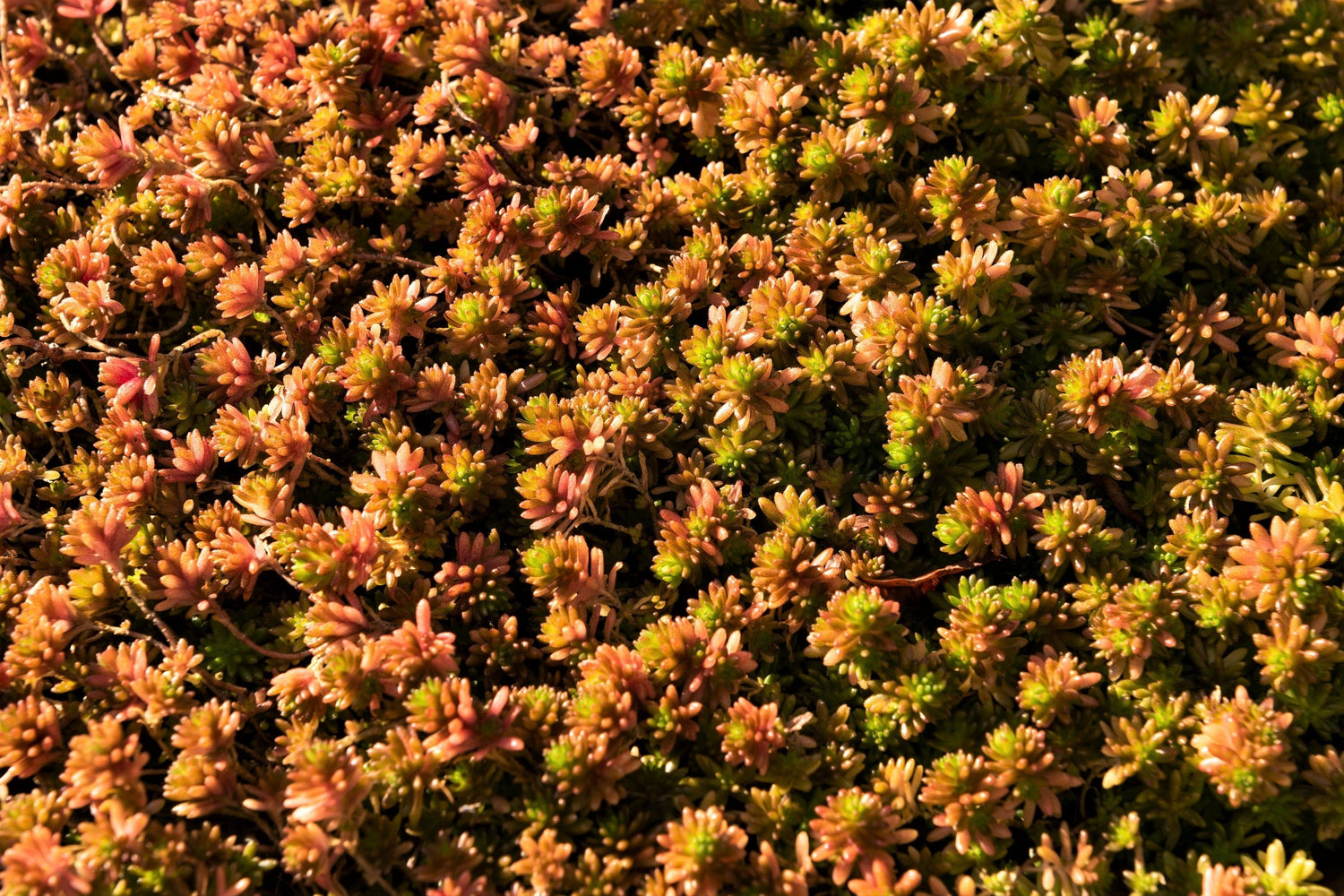 25 semillas de flores cubresuelo de SEDUM HISPANICUM