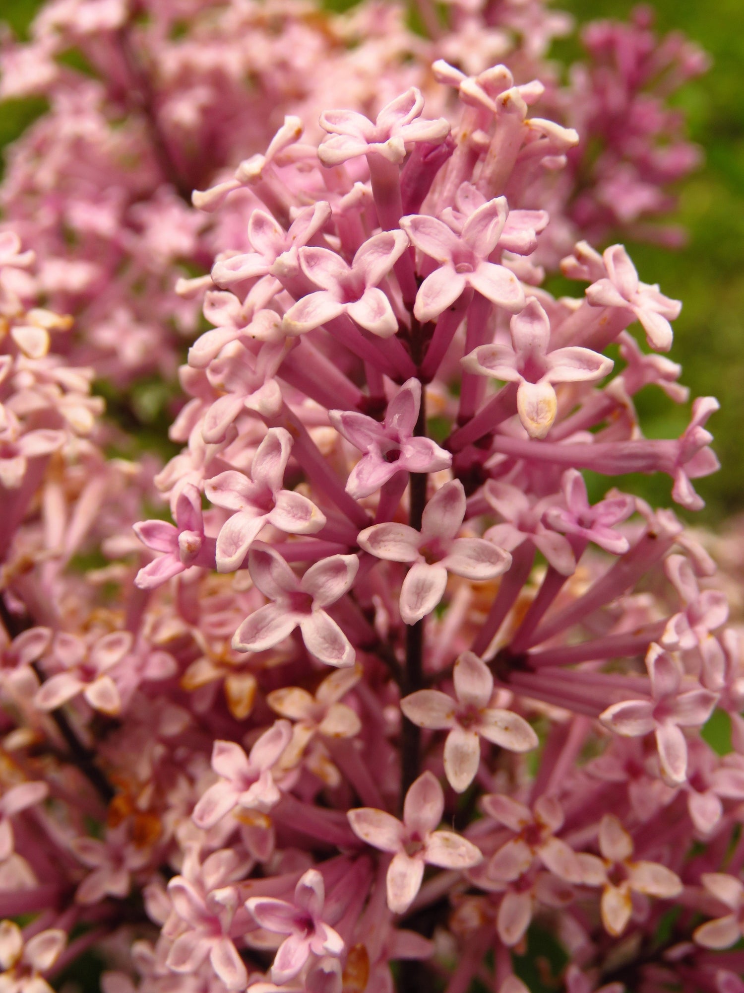 30 semillas de lila rosa lila húngara arbusto Syringa Josikaea flor fragante