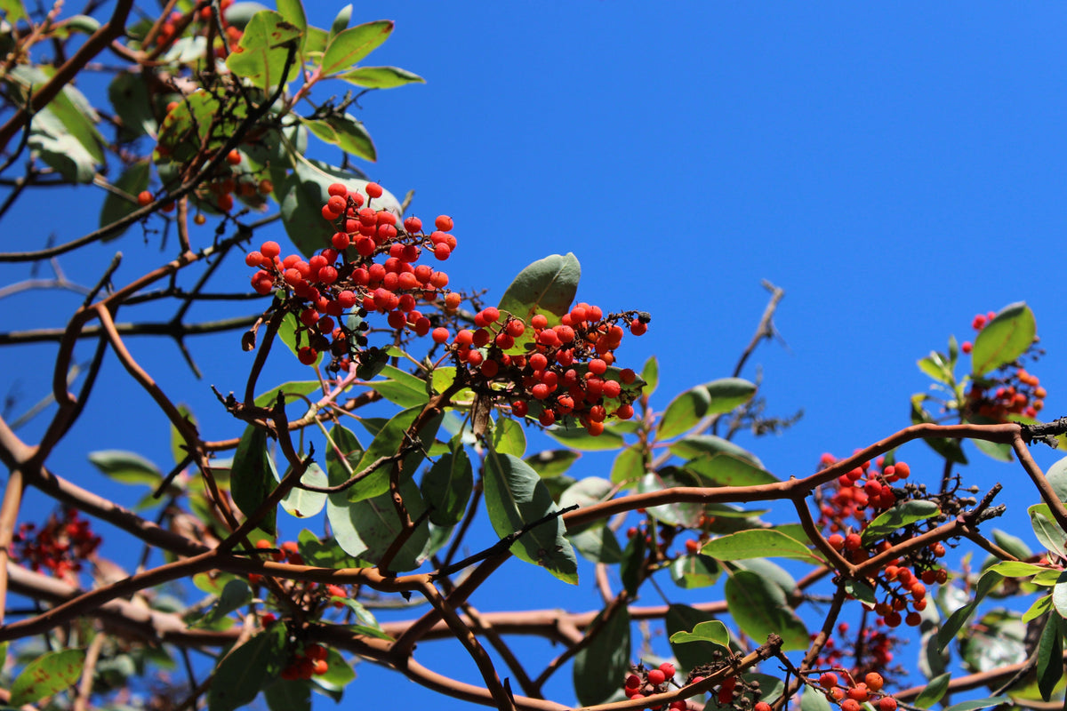 10 semillas de madroño del Pacífico, gayuba, arbutus menziesii rojo, laurel de Oregón