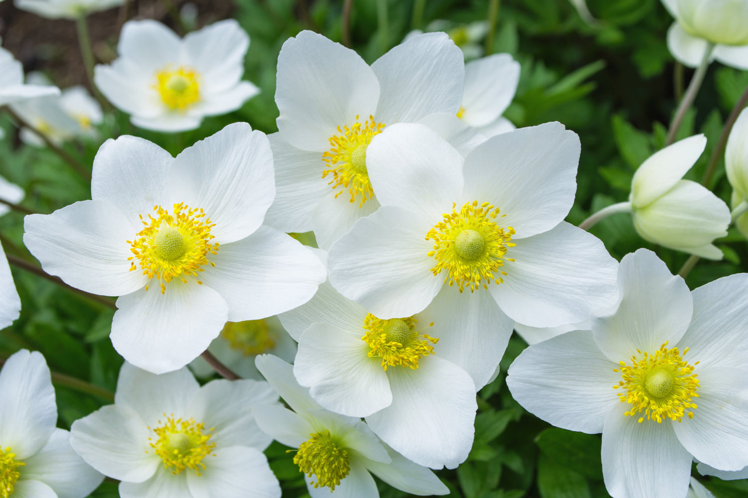 5 semillas de flores blancas y amarillas de la ANÉMONA MADONNA Sylvestris