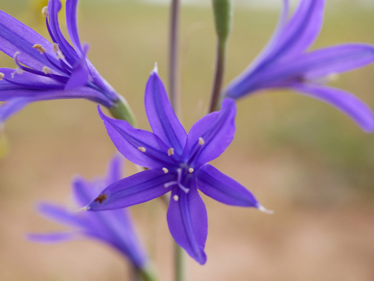 10 semillas de flores de lirio azul siberiano, montaña Ixia Altai Ixiolirion Tataricum
