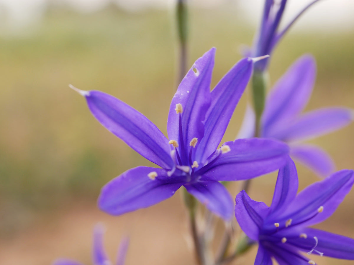 10 semillas de flores de lirio azul siberiano, montaña Ixia Altai Ixiolirion Tataricum