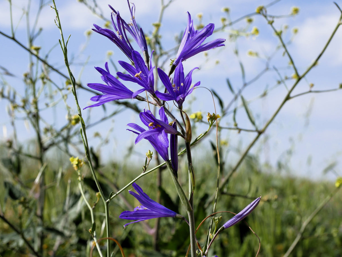 10 semillas de flores de lirio azul siberiano, montaña Ixia Altai Ixiolirion Tataricum