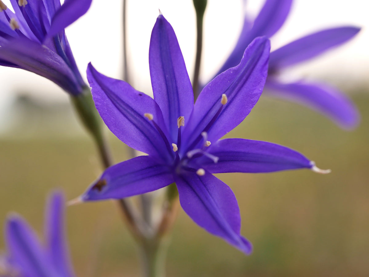 10 semillas de flores de lirio azul siberiano, montaña Ixia Altai Ixiolirion Tataricum