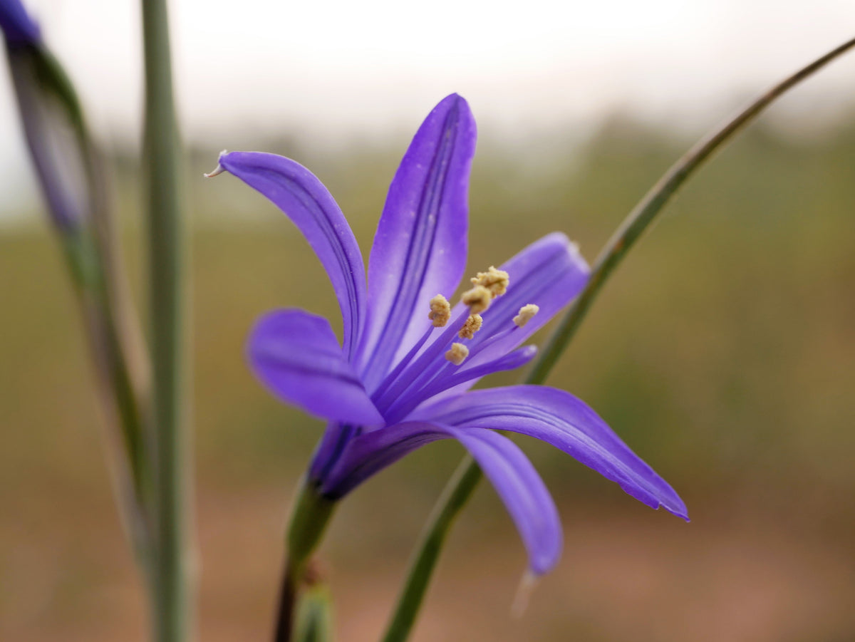 10 semillas de flores de lirio azul siberiano, montaña Ixia Altai Ixiolirion Tataricum