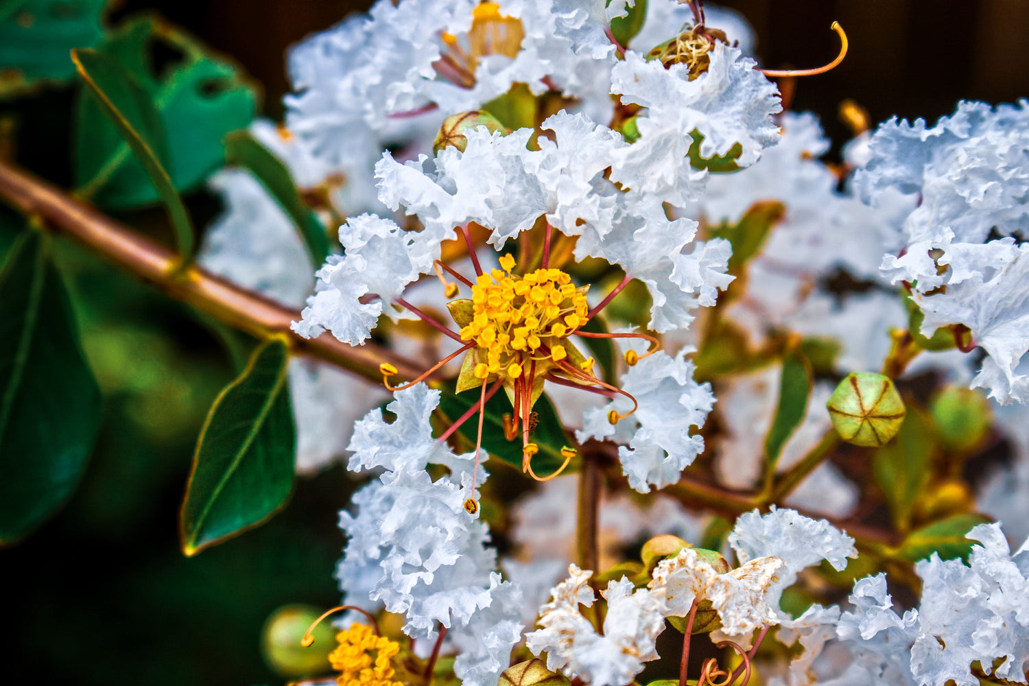 35 semillas de mirto blanco (Lagerstroemia Indica), arbusto floreciente, árbol pequeño.