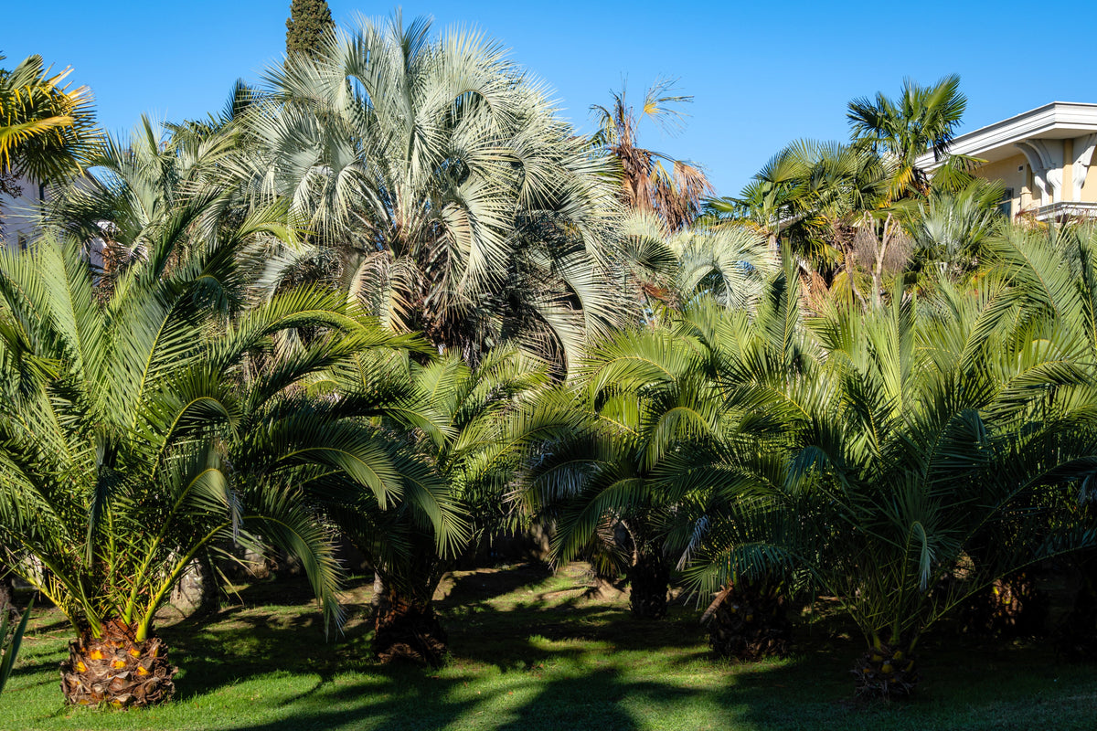 10 semillas de palma de coco, palma de jalea, palma Pindo, Butia Capitata, árbol frutal comestible, planta de interior