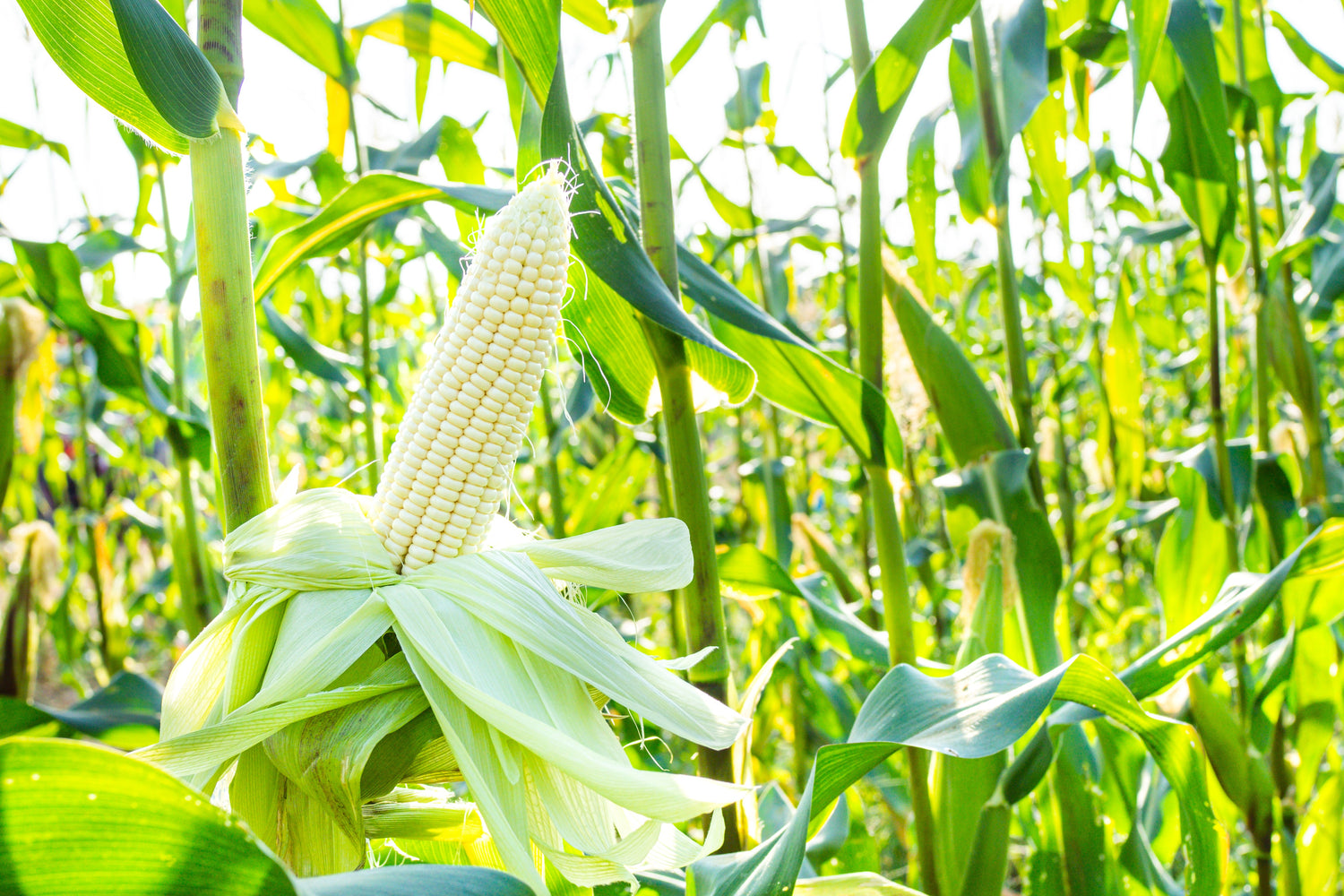 100 Country GENTLEMAN WHITE CORN Sweet Heirloom Zea Mays Semillas de hortalizas