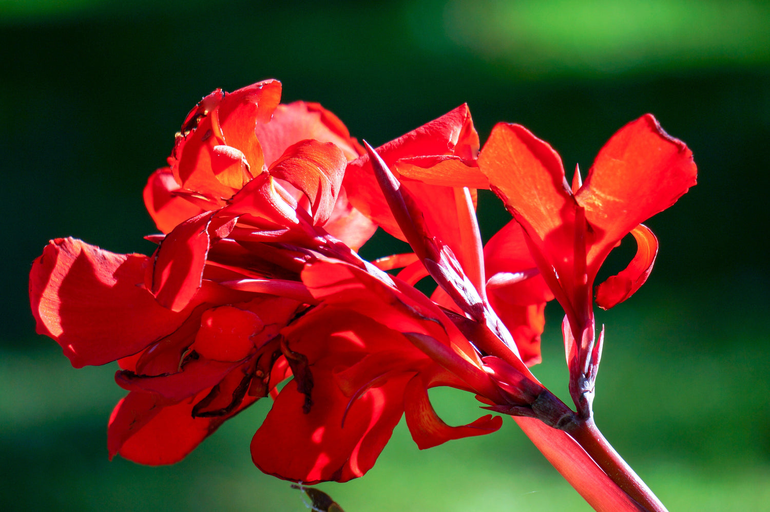 5 semillas de flores de Canna Indica de Indian Shot de lirio de canna rojo