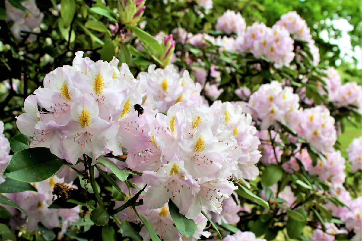 50 HÍBRIDOS MIXTOS DE RODODENDRO spp. Colores variados: rojo, rosa, morado, blanco, amarillo y naranja. Florece al sol o a la sombra. Semillas de arbusto.