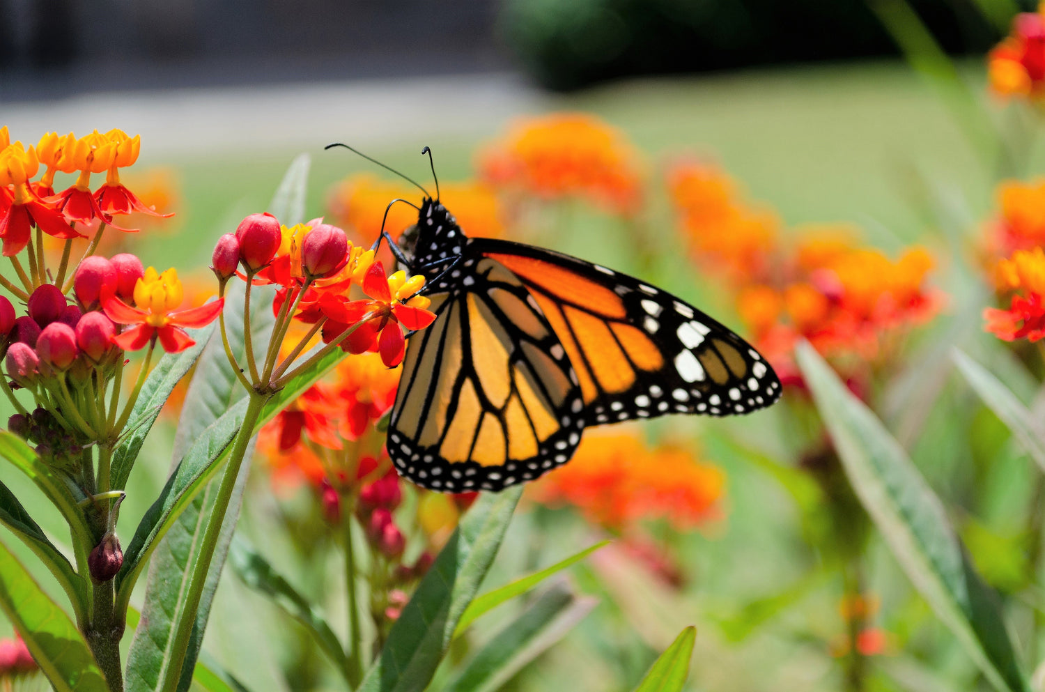 100 semillas de Asclepias curassavica, flor de sangre escarlata, hierba mariposa roja y naranja
