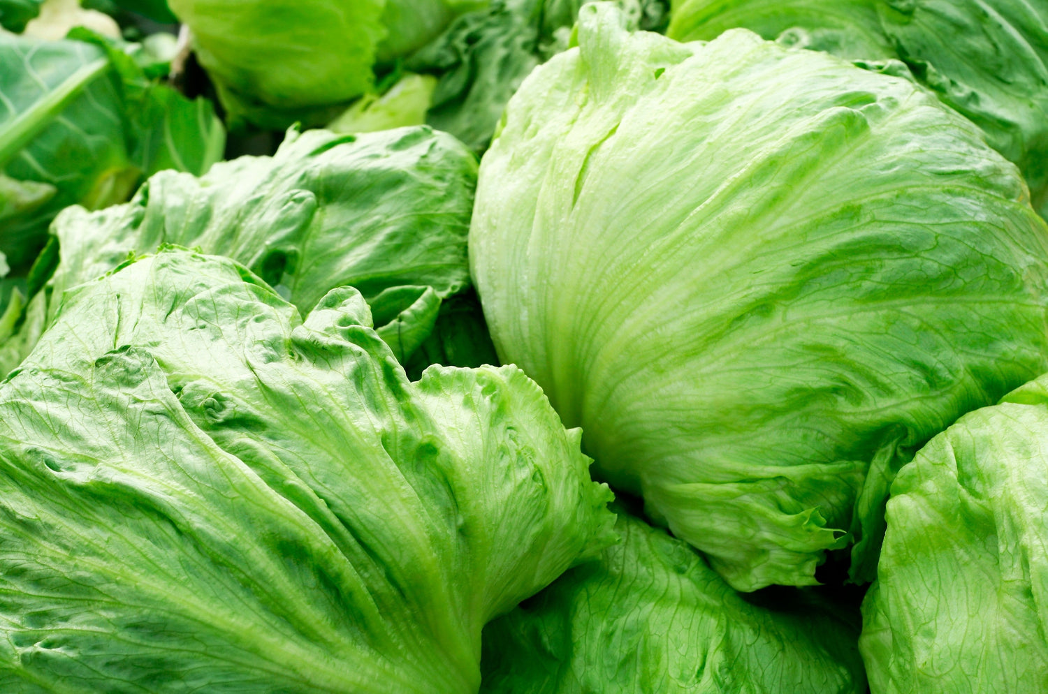 3000 Semillas de lechuga iceberg Lactuca sativa