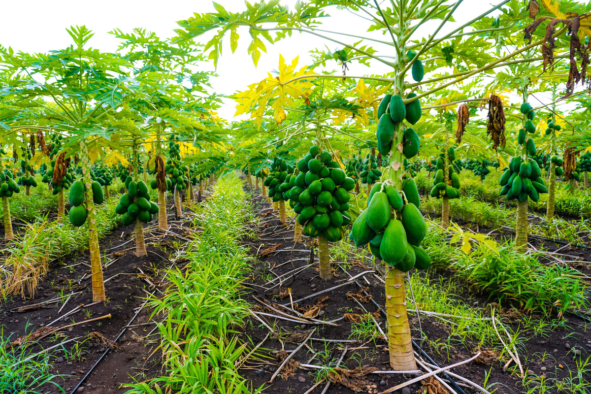 10 semillas de papaya waimanalo enana (árbol frutal hawaiano Carica) para interiores