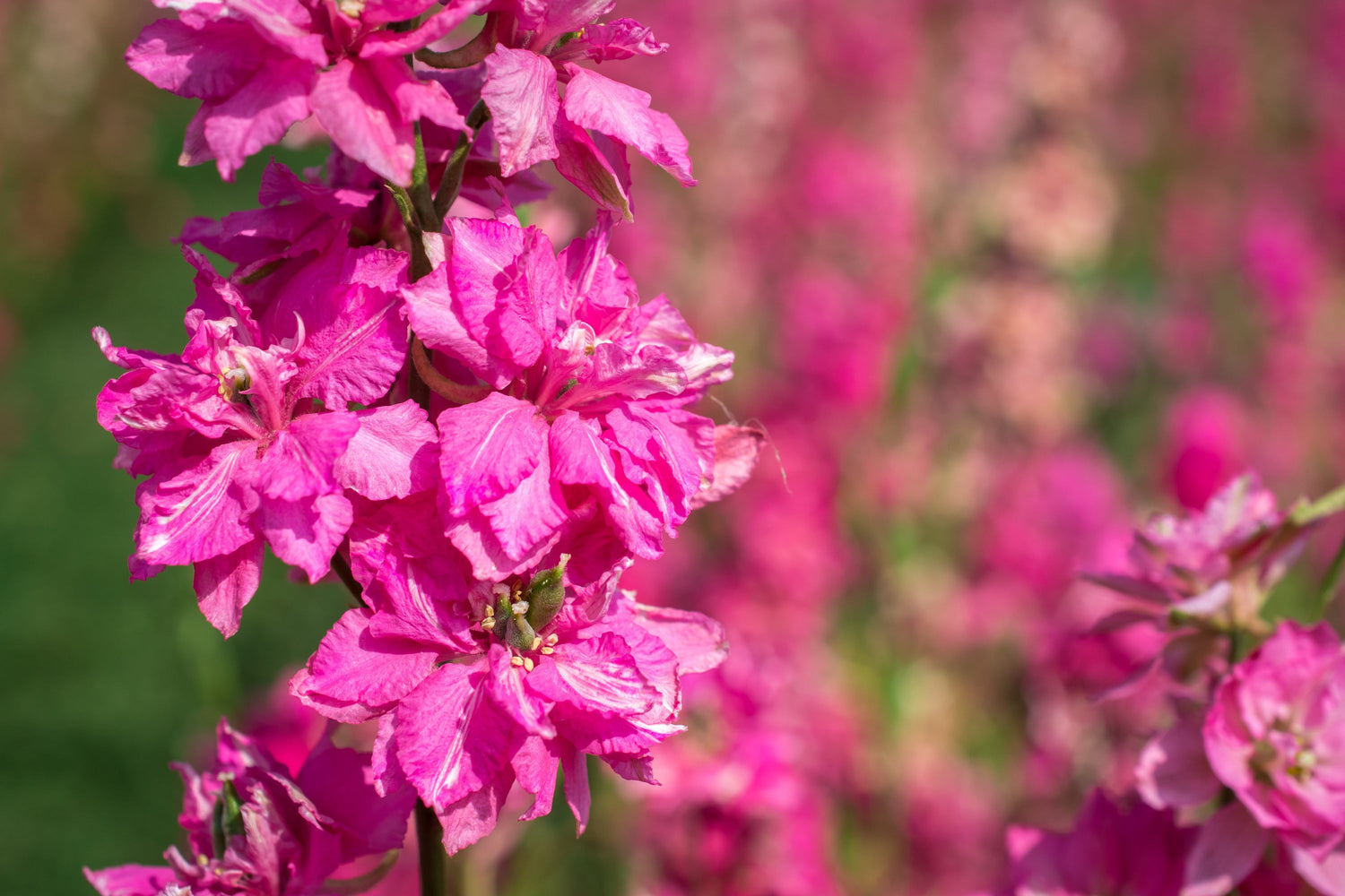 100 SUBLIME PINK LARKSPUR Consolida Ambigua Ajacis Delphinium Semillas de flores de color rosa brillante
