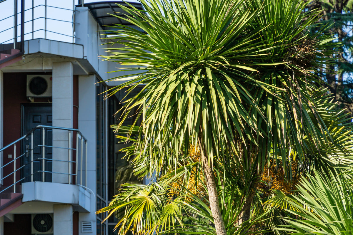 50 semillas de palmera col / dracaena australis gigante, árbol cordyline, planta de interior