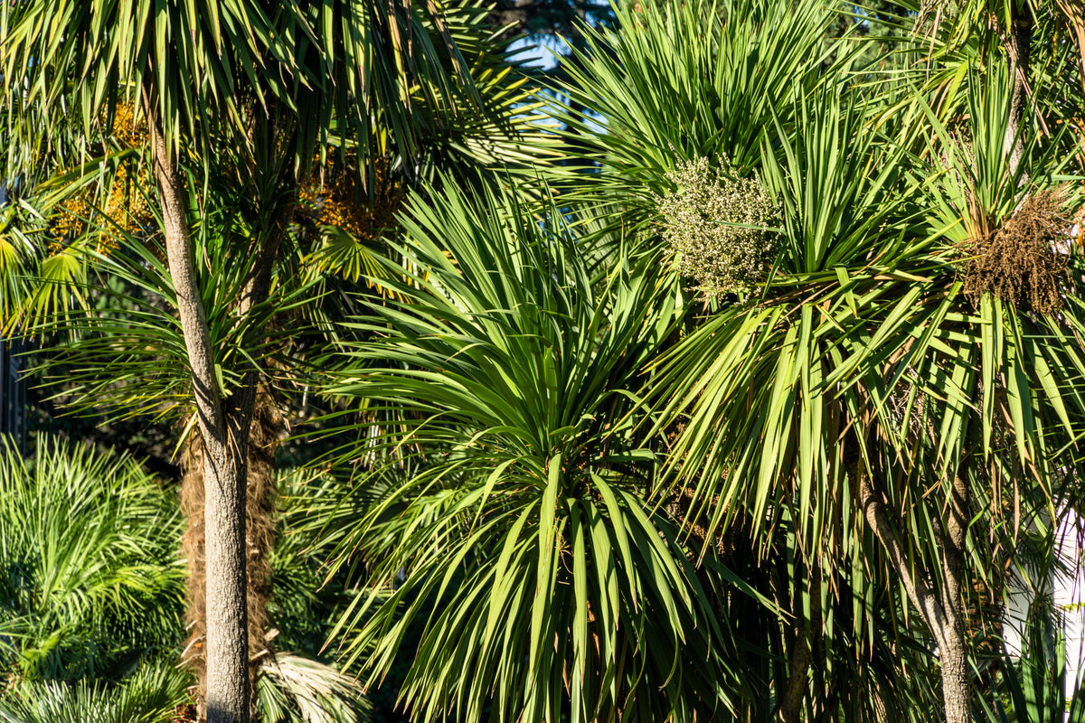 50 semillas de palmera col / dracaena australis gigante, árbol cordyline, planta de interior