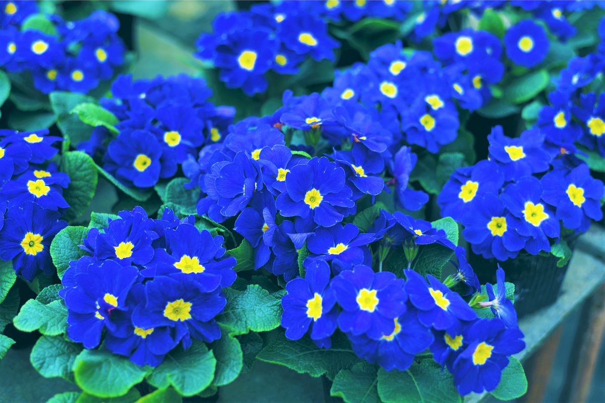 50 semillas de flores de primavera inglesa mixtas (Primula vulgaris acaulis), planta de interior de sombra
