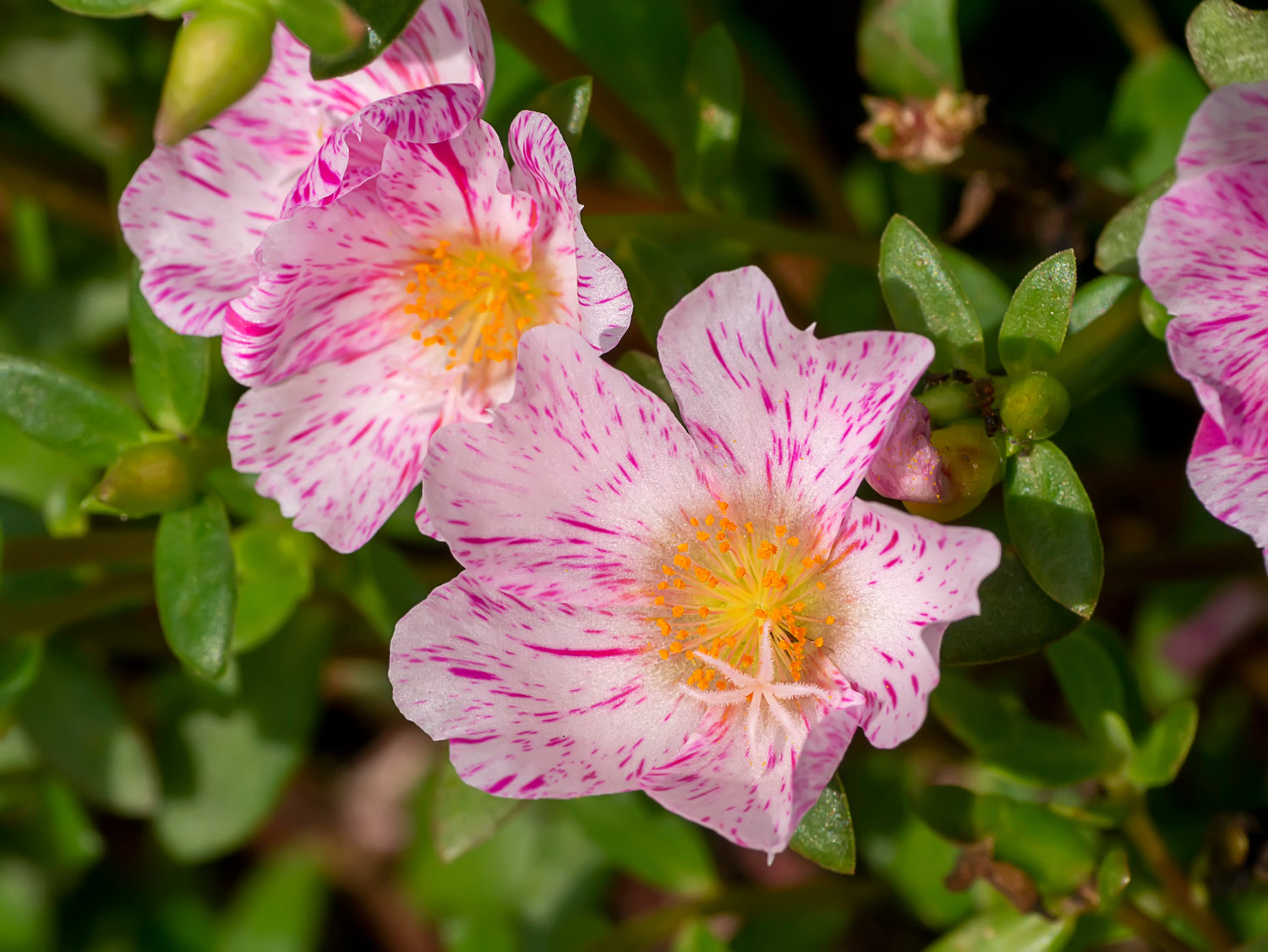 40 Semillas de flores suculentas de reloj de sol, MENTA PIPERITA, PORTULACA Grandiflora, Rosa musgosa con vetas rosadas