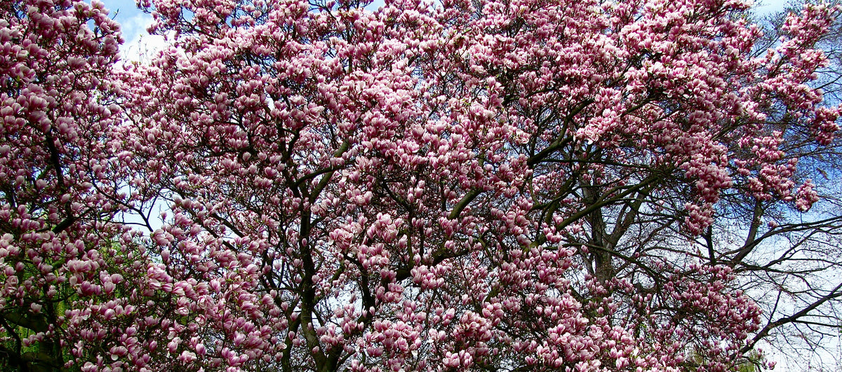 5 semillas de tulipán de flor rosa y blanca de 5 a 10 pulgadas (magnolia de platillo x Soulangeana Denudata y Liliiflora)