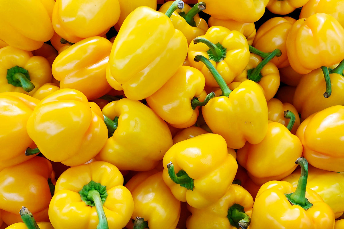 100 Golden YELLOW BELL PEPPER California Wonder Capsicum Annuum Vegetable Seeds