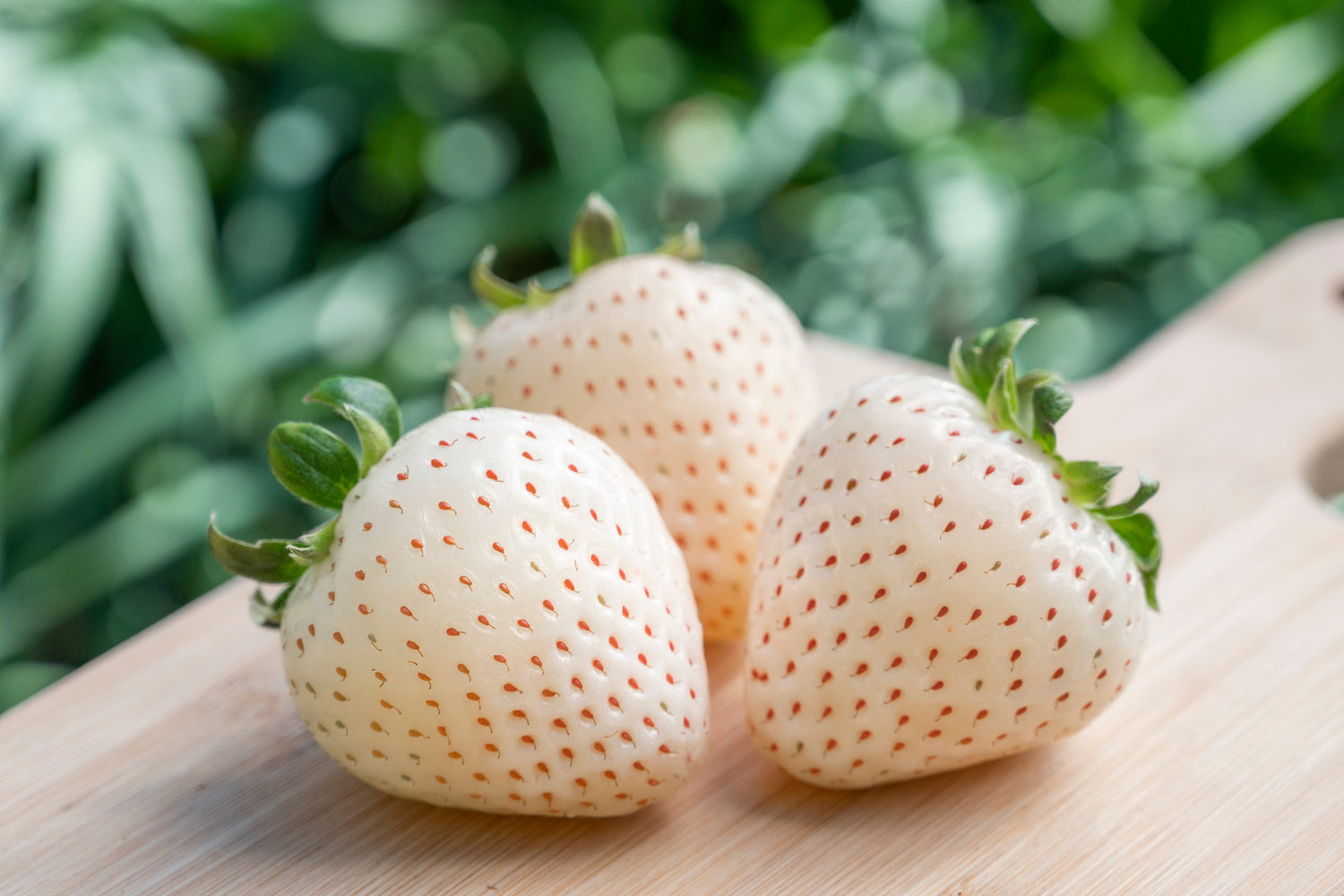 100 semillas de fresa blanca (Fragaria vesca)