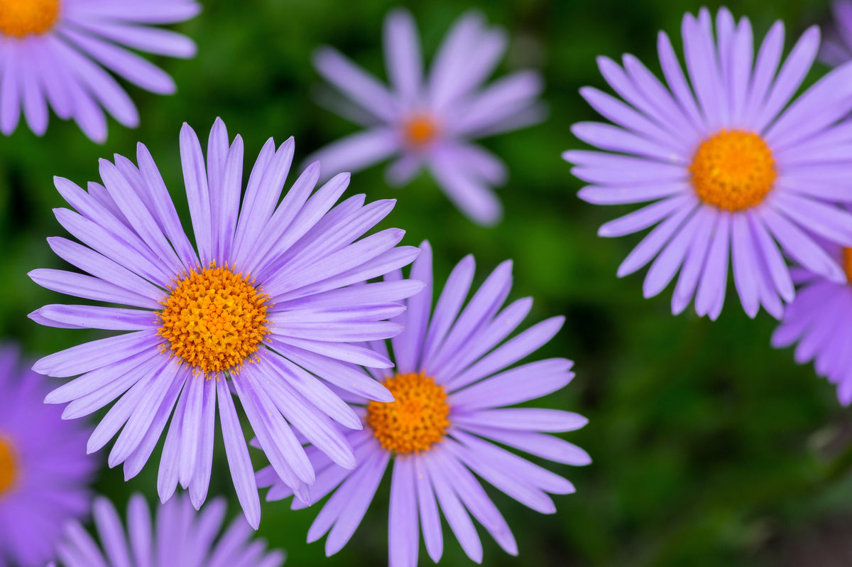 50 semillas de flores de aster Tongolensis de las Indias Orientales azules