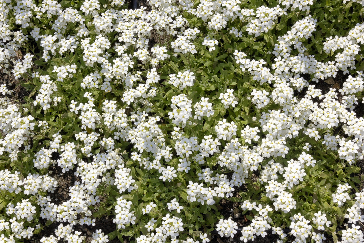 100 semillas de girasol Victoria WHITE FORGET ME NOT Myosotis Alpestris Shade or Sun
