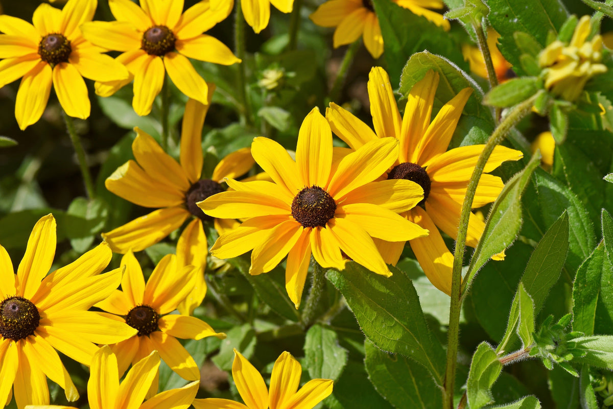 2000 BLACK EYED SUSAN Rudbeckia Hirta Semillas de flores nativas de reliquia amarilla