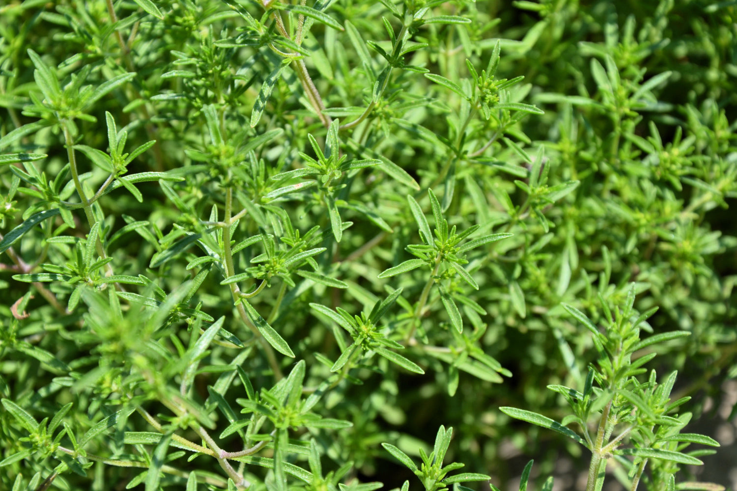 3000 semillas de flor morada de Satureja Hortensis