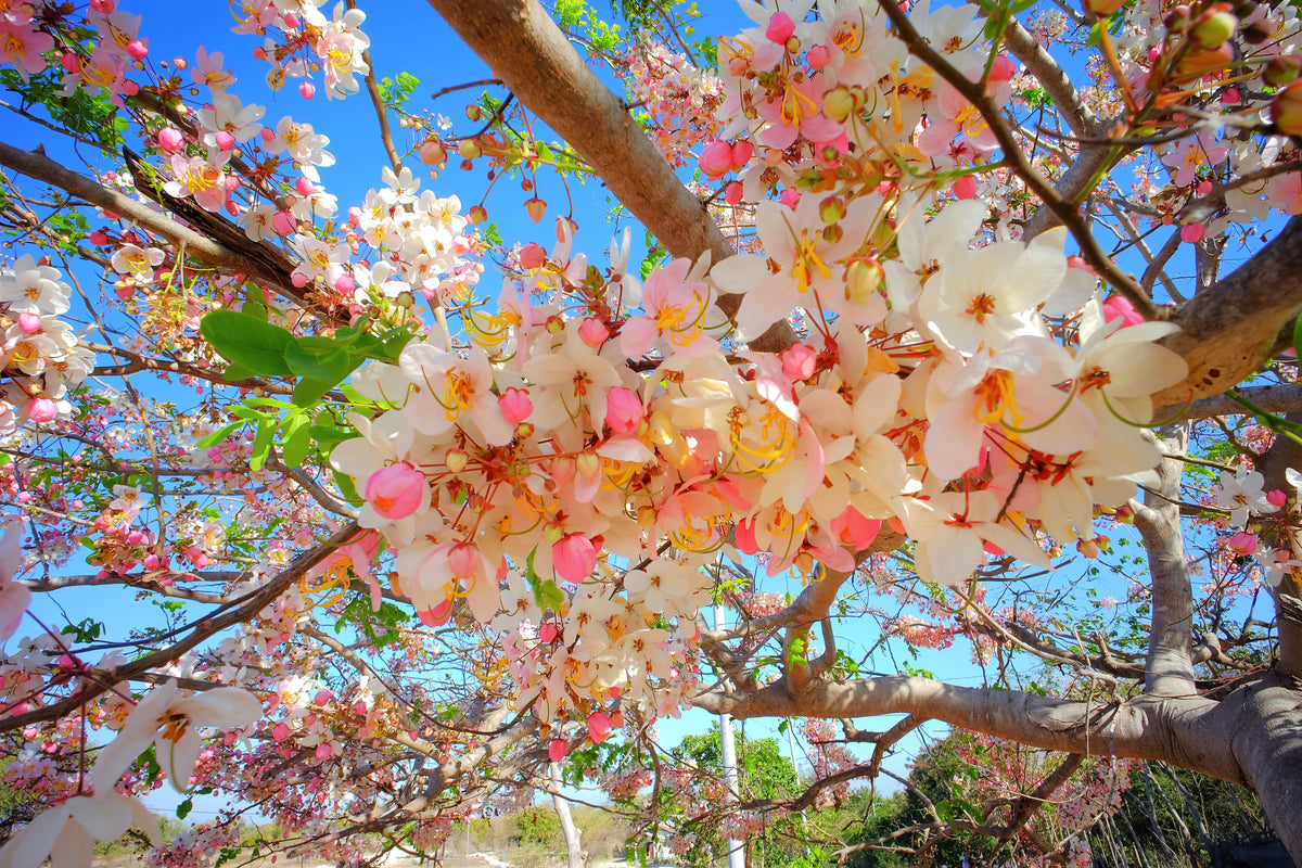 5 semillas de Cassia Javanica, también conocida como árbol de lluvia arcoíris y árbol de flor de manzano, de dos tonos rosa, blanco y amarillo.