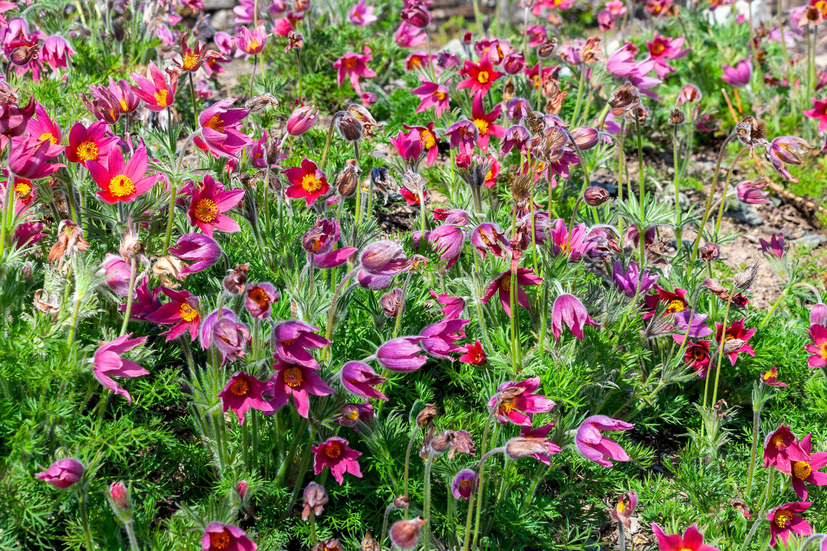 10 Semillas de Flores de ANÉMONA ROJA Pulsatilla Vulgaris PASQUE