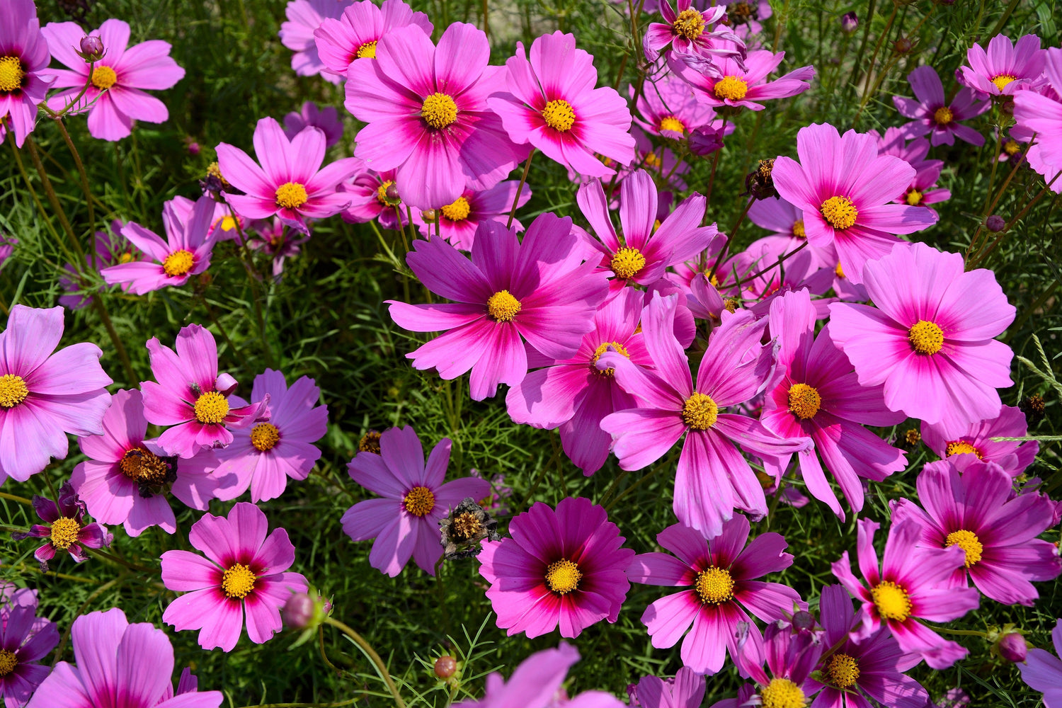300 semillas de flores de rápido crecimiento GLORIA COSMOS Bipinnatus de color rosa bicolor