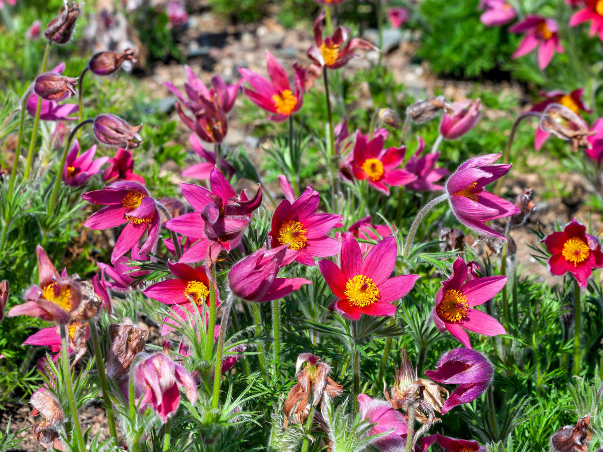 10 Semillas de Flores de ANÉMONA ROJA Pulsatilla Vulgaris PASQUE