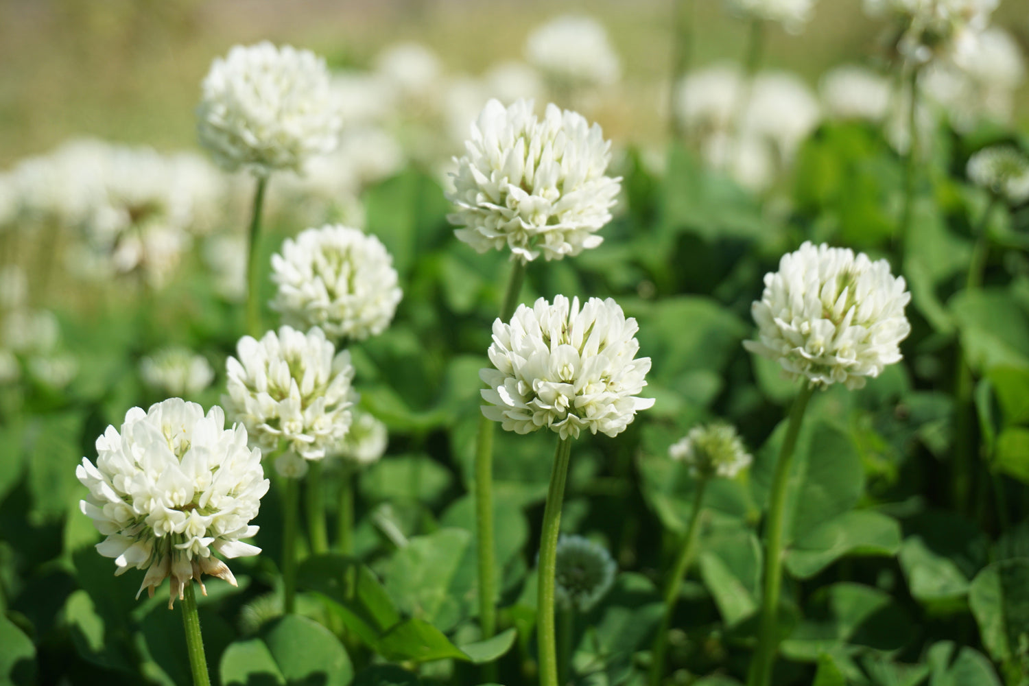 2000 MICROCLOVER Semillas de trébol de flores blancas (Trifolium repens, enano, miniatura) para césped