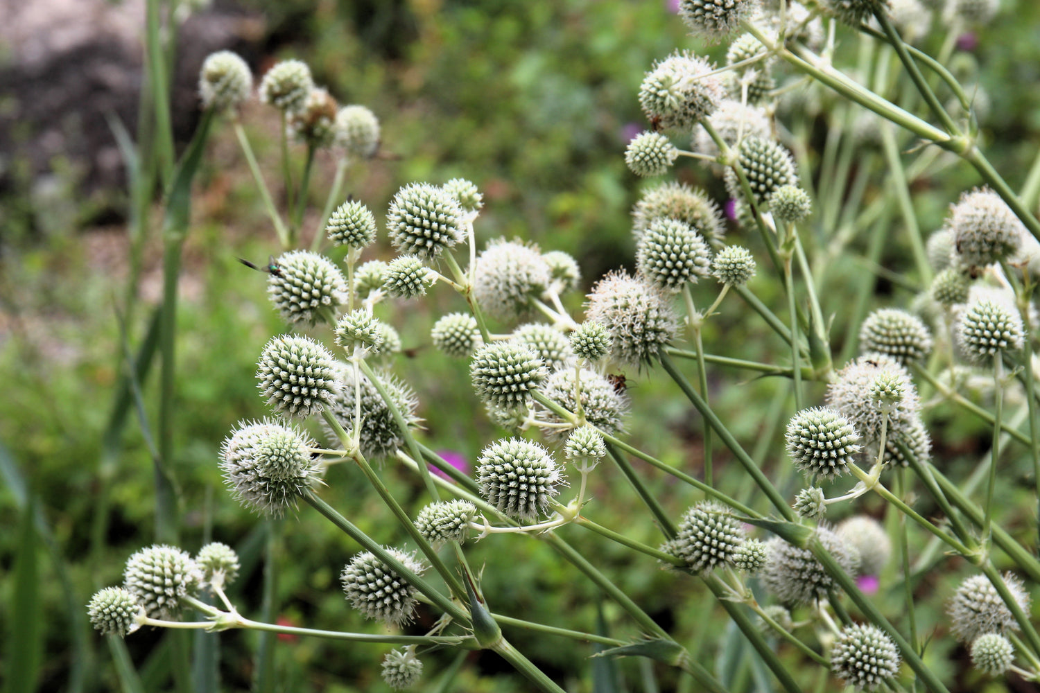 200 semillas de flores de cascabel / Raíz de serpiente de botón Eryngium Yuccifolium
