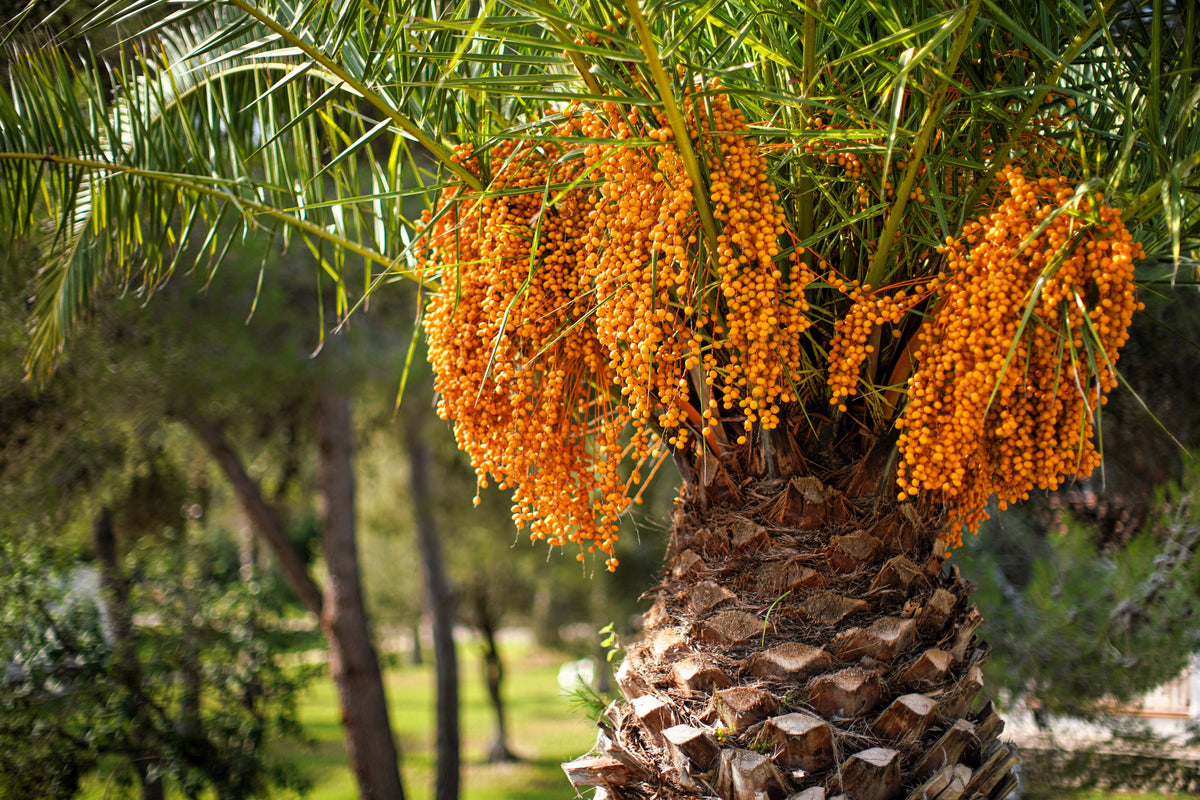 10 semillas de palma de coco, palma de jalea, palma Pindo, Butia Capitata, árbol frutal comestible, planta de interior