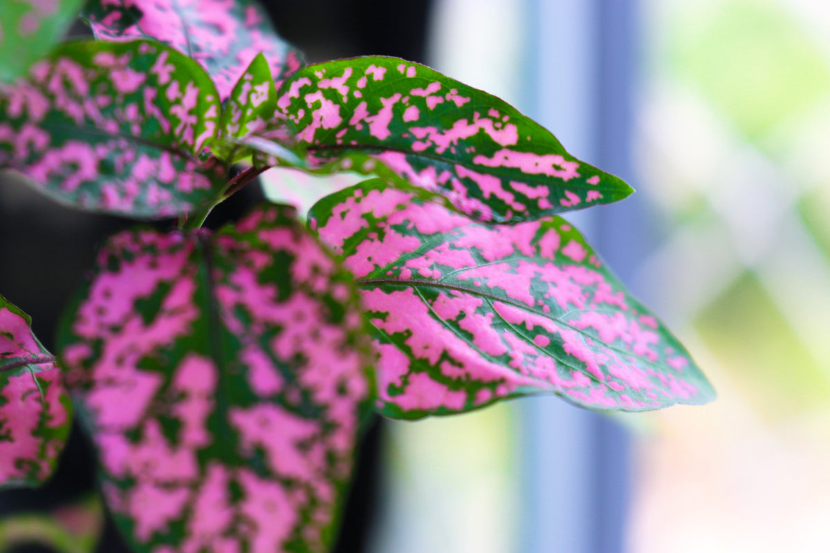10 semillas de planta de interior de flor de Hypoestes Phyllostachya, rosa de lunares, rosa enana, Splash Select