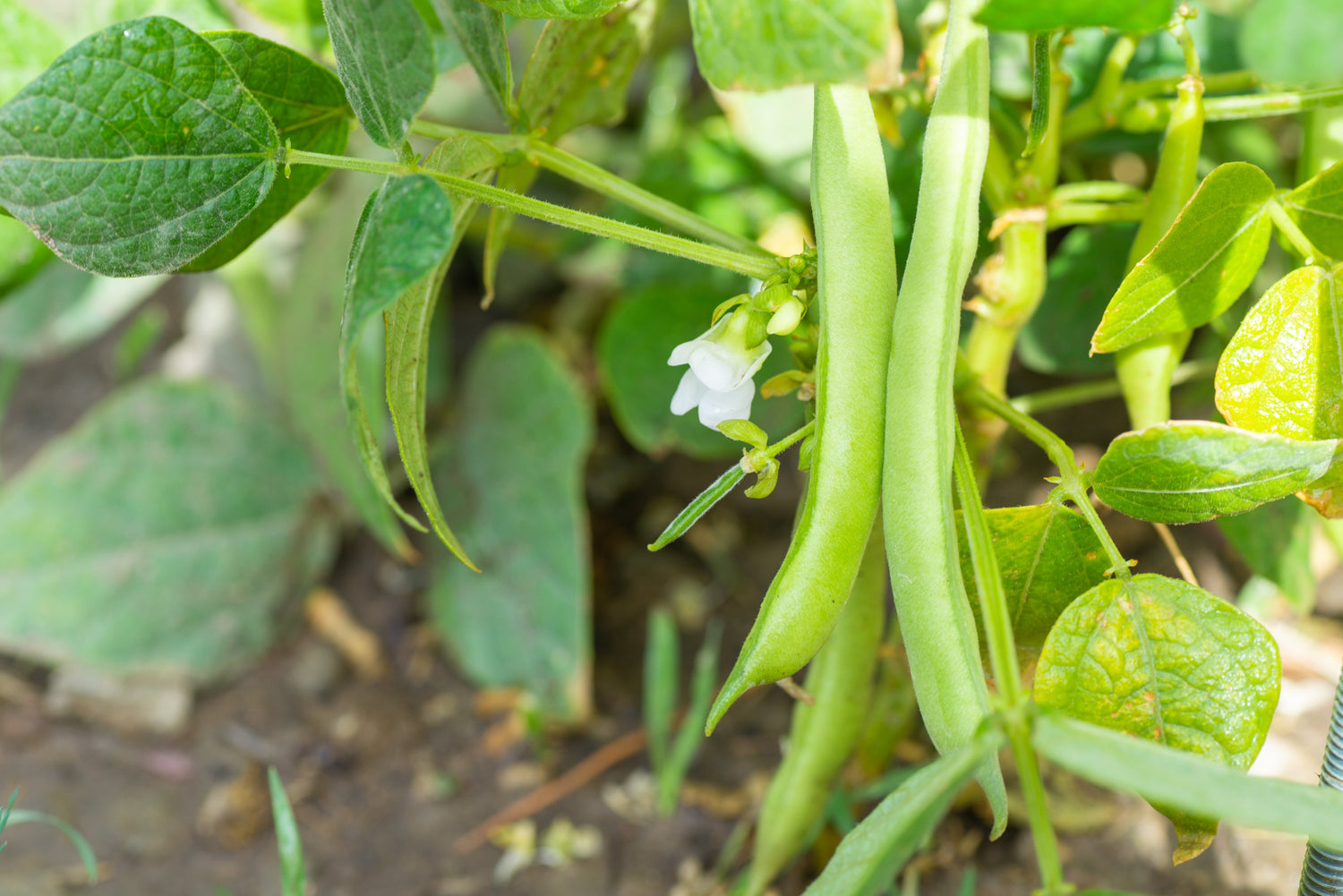 30 semillas de frijol cannellini, frijol blanco italiano, Phaseolus vulgaris, semillas de hortalizas