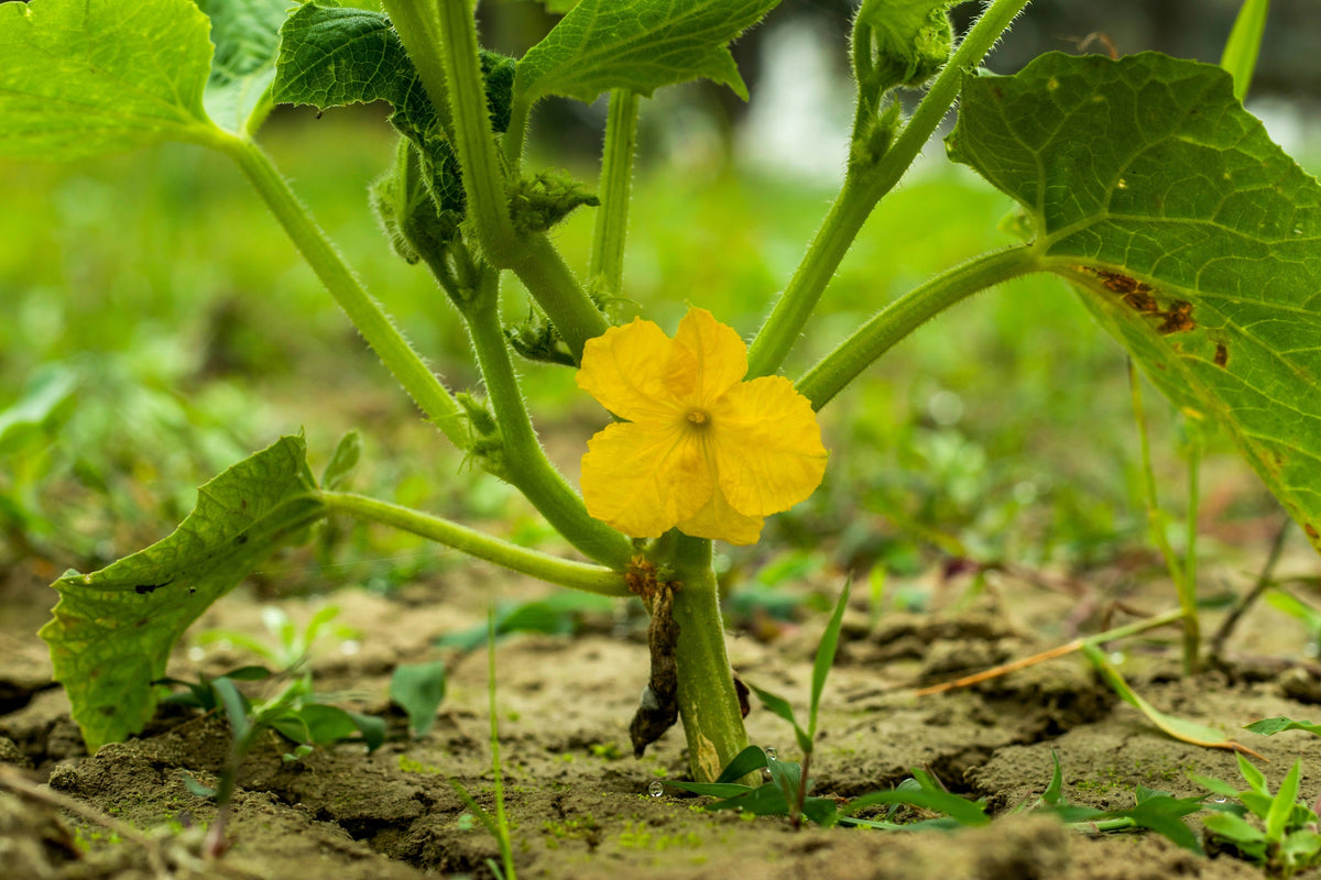 50 PLÁTANO MELÓN Melón Fruta Cucumis Melo Semillas