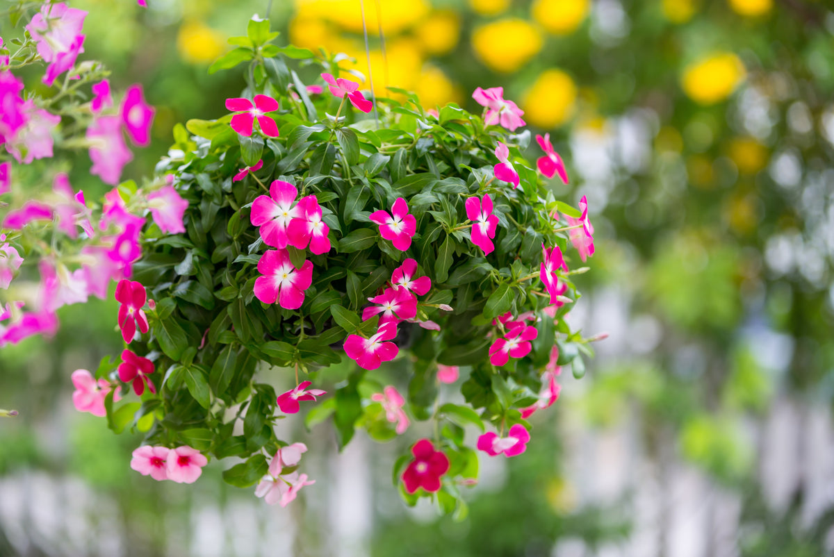 100 semillas de flores de vincapervinca rosada enana